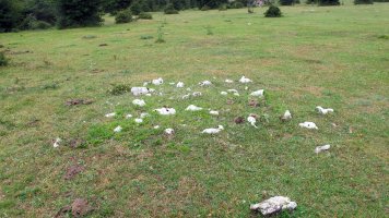 Legaire 2 tumulua, Entzia