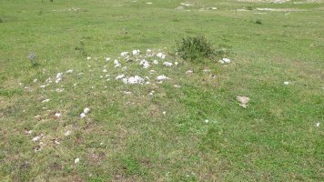 Surbe 1 este tumulua, Entzia