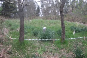 Dólmen Goikogana (M2)  Abril  2018