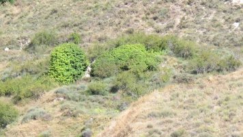 Santa Luzia ermitaren hondakinak, Bargota