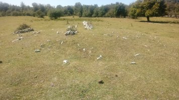 Larreaundi trikuharria 4