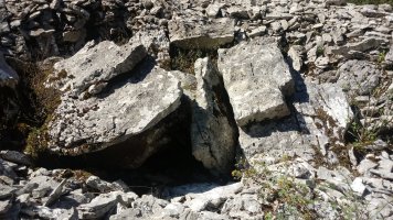 Armorkora Txikia trikuharria 4