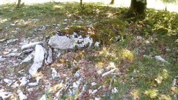 Armorkora zutarria 4