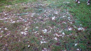 Ezkizako pista tumulua, Urbasa