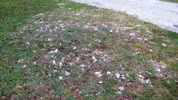 Ezkizako pista tumulua, Urbasa