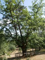 Pinoroble, Canicosa de la Sierra