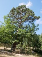 Pinoroble, Canicosa de la Sierra