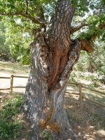 Pinoroble, Canicosa de la Sierra