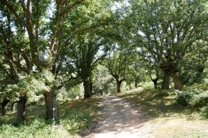 Pinoroblerako bidea, Canicosa de la Sierra