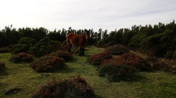 Nafarkorta (1016m) tontorra eta erpin geodesikoa