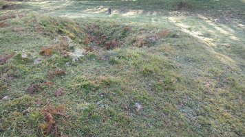 Larrondo trikuharria 3