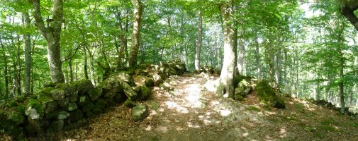 Gailurra, basoaren baitan