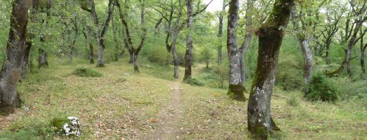 S.L. NA-138 bidea basoan gora