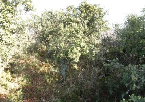 Peña del Ladrongo gailurra