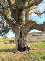 Garinoaingo erkametza, Garinoain