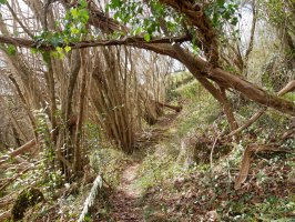 Txoritokietako igoera