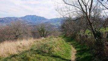 FLoreaga aldeko bidea