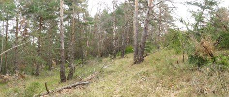 Bidexka basoan barrena