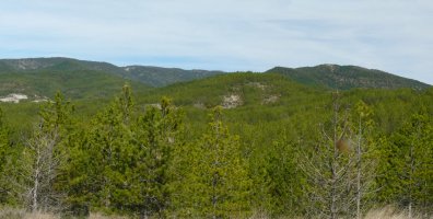 Txukarteko tontor oihantsua