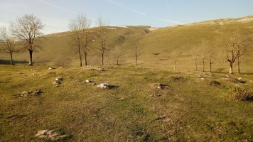 Gorostiaran E. tumuloa 2