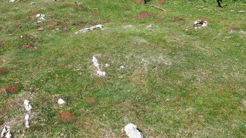 Ollide tumulua, Urbasa