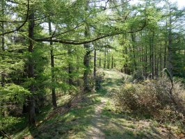 Otraitz lepora gerturatzen