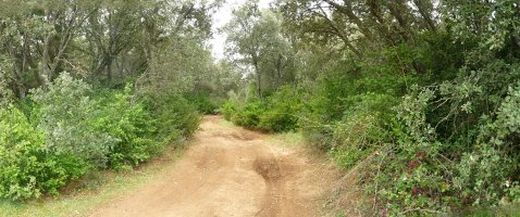 Bidea Ripodasko basoan