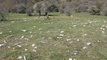 Ilusiar trikuharria, Urbasa