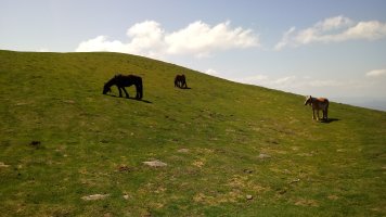 Saioa (1418m) behorrak larrean