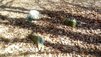 Astonzulo zista (2019)