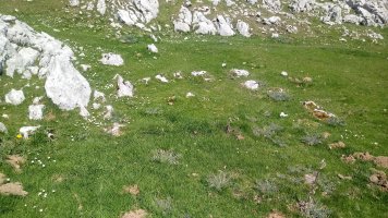 Zabalaitz Ekialde harrespila (2019)