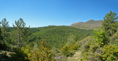 Zuhaitzek paisaia mugatuak ikusten utziko digute