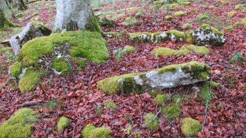 Artzeiturrieta trikuharria, Urbasa