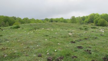 Bekosare trikuharria, Urbasa