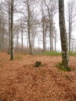 Ibirigaingo gailurra