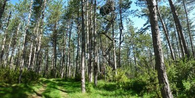 Ezpillaga hegoaldeko kota, 800 metrokoa