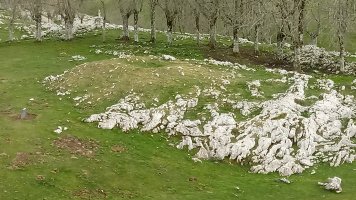 Gorostiaran M. trikuharria 2