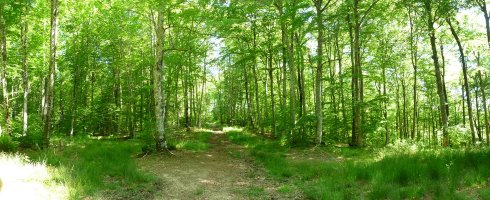 Euntzategiko gainaldeko pagadiak