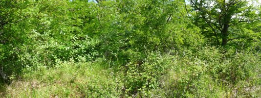 Musarrako gaineko gailurra