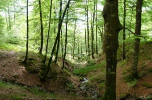 Aizkaia eta Arbotonen arteko erreka