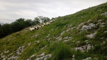 Aizkaizto (927m) ardiak
