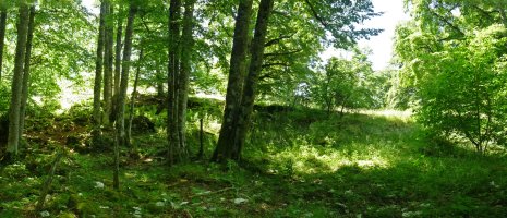 Agileta ekialdeko lepoa