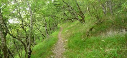 Bidea basoan barrena