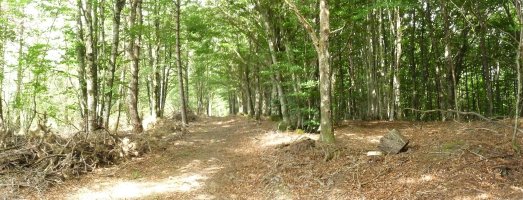 Gailurra, seinalerik gabe