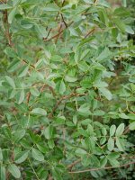 Pistacia terebinthus, Betelu