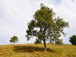 Ametz bakartiak hegoaldeko hegian