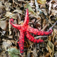 Izar gorria (Clathrus archeri) orbel artean, Illasmendi