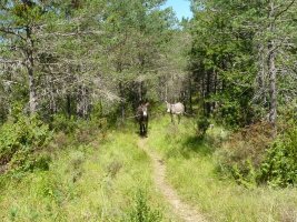 Topaketa harrigarria bidean