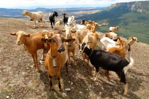 Ahuntz taldea Larraiza aldean