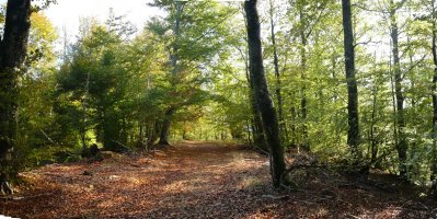 Bidea basoan barrena